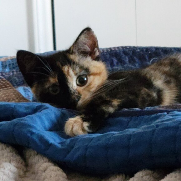 pie_kat